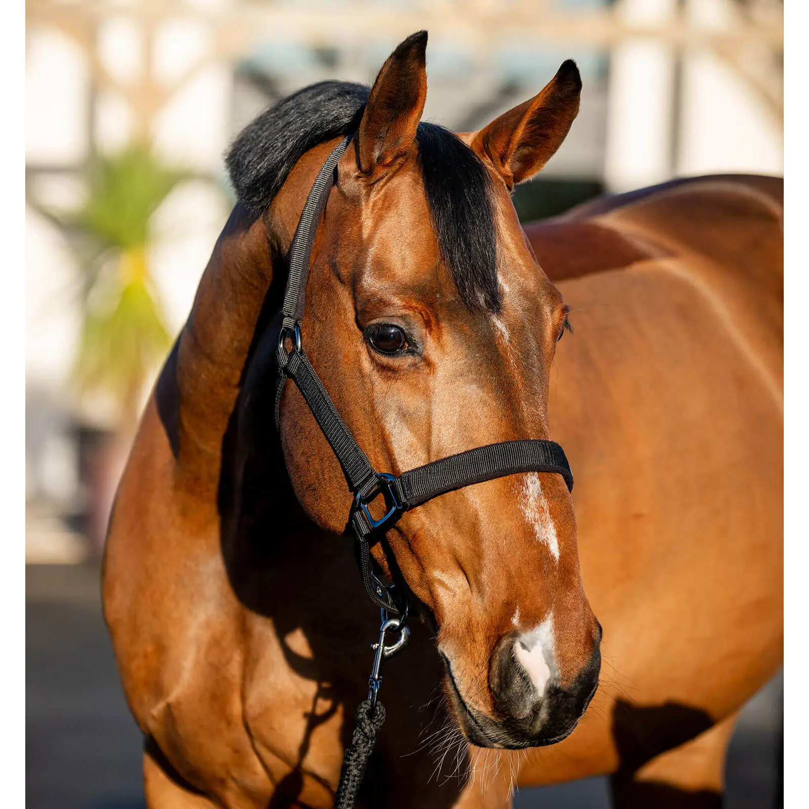Horseware Noir Halter And Lead Rope Set For Horse Amigo