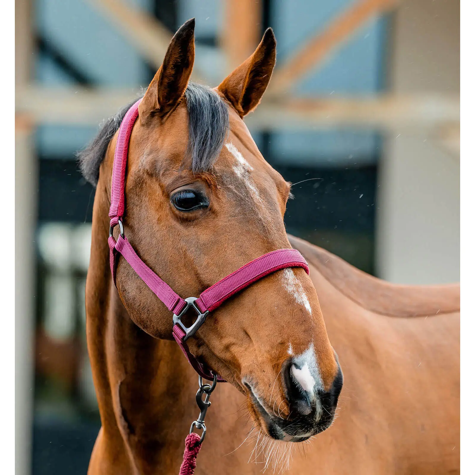 Horseware Rouge Halter And Lead Rope Set For Horse Amigo