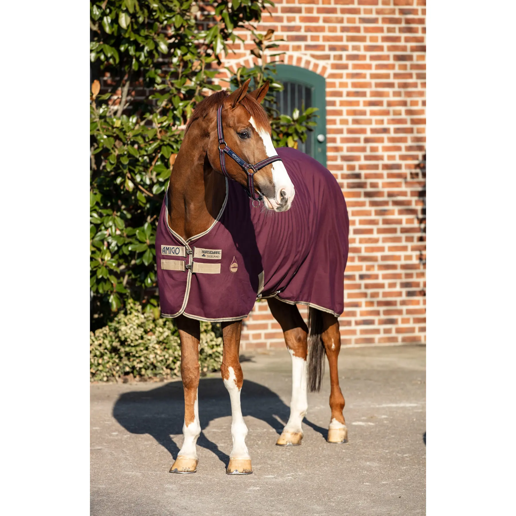 Horseware Rouge Shirt For Horse Amigo Sheet
