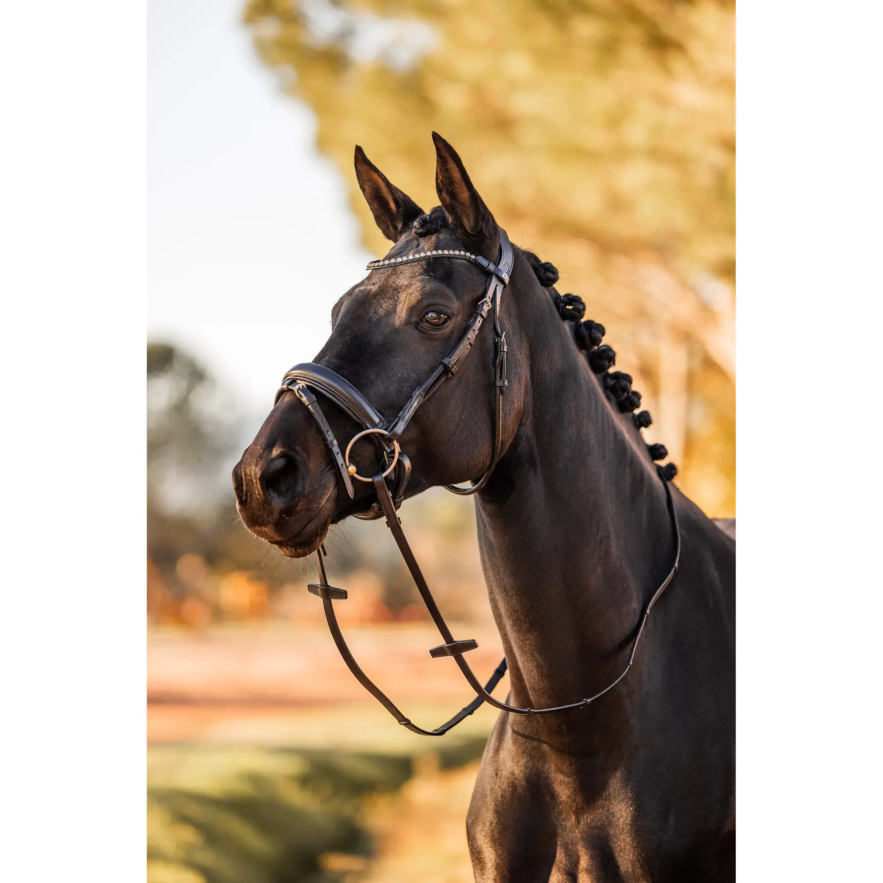 Comparer les prix de Bridon équitation anatomique Horze Lockhart