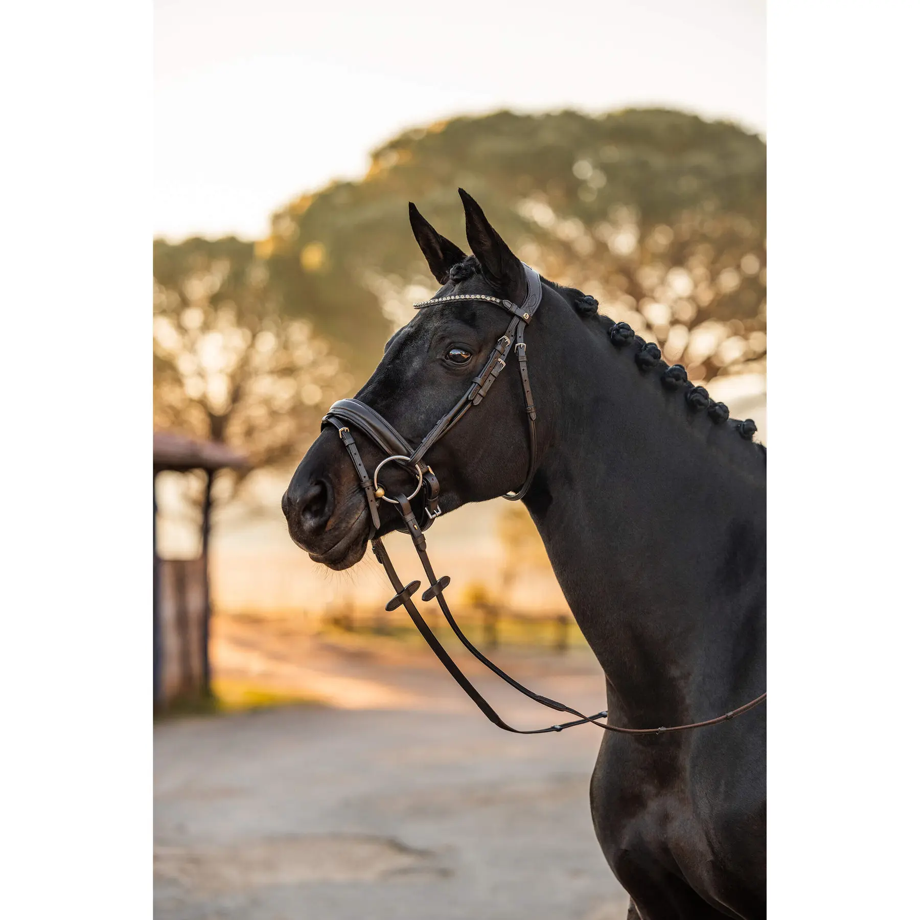 Comparer les prix de Bridon équitation anatomique Horze Lockhart