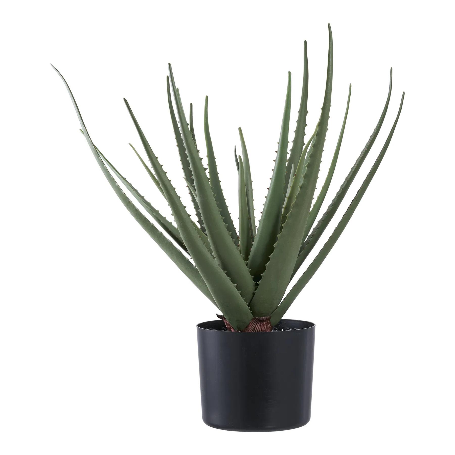 5713917033317 - Zimmerpflanze Aloe Vera (x4)