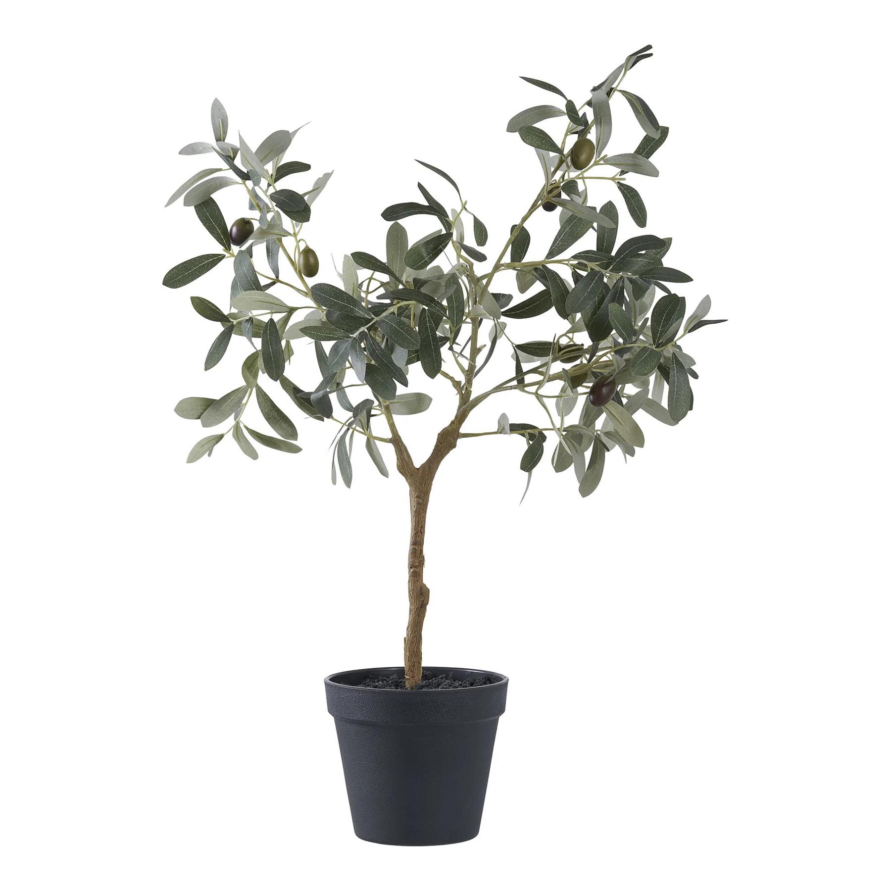 5713917033324 - Zimmerpflanze Olive Tree