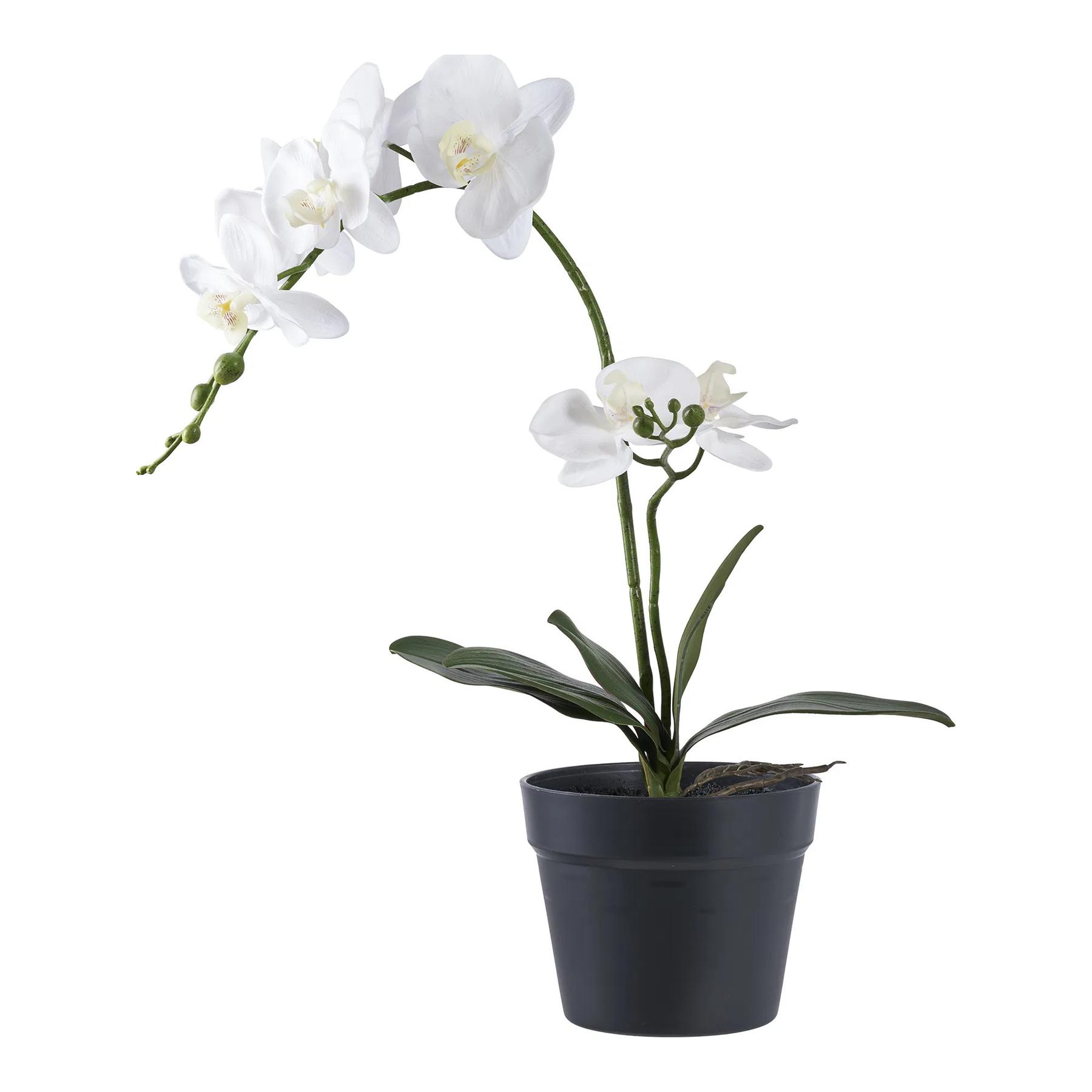 5713917033300 - Zimmerpflanze Orchid (x8)