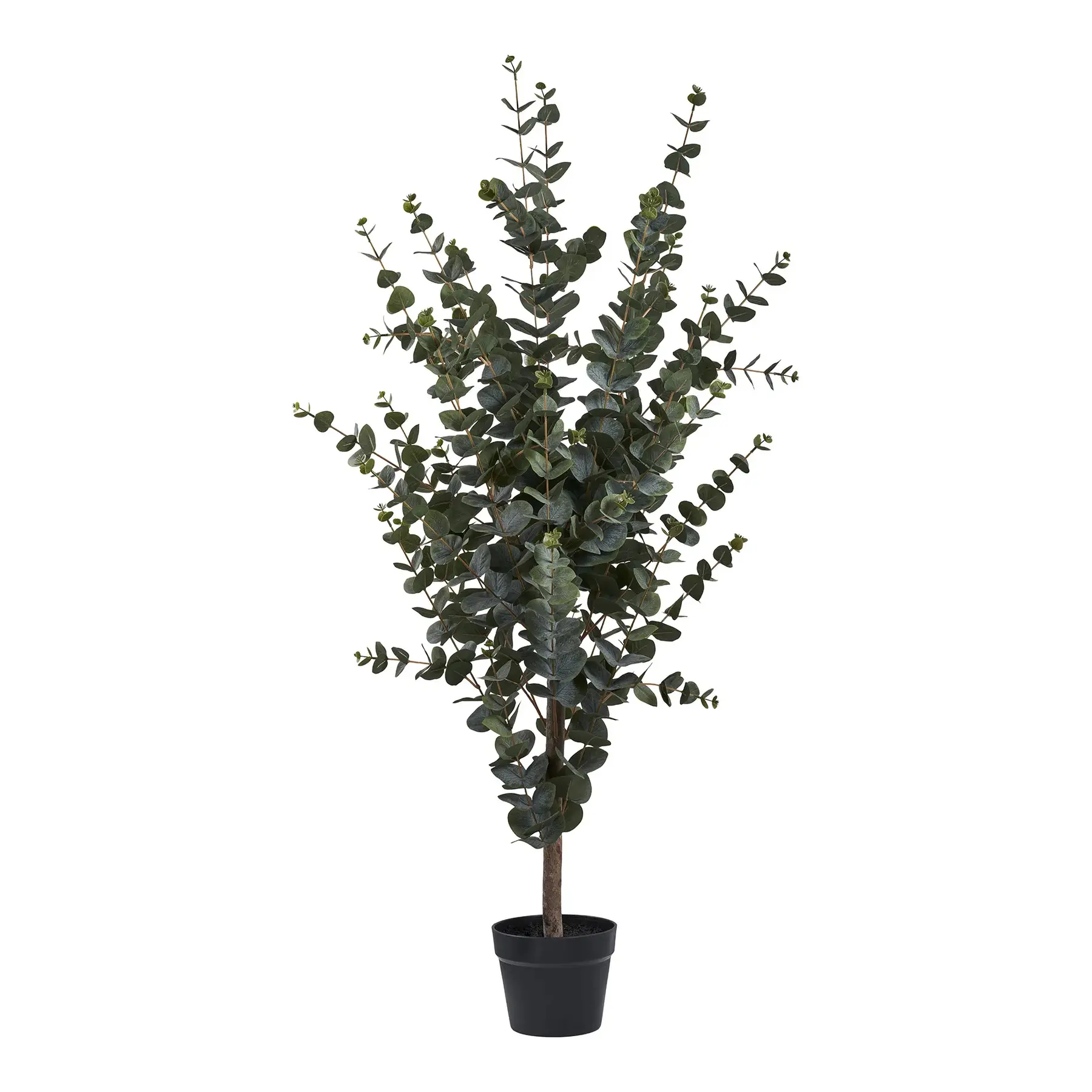 5713917031368 - Zimmerpflanze Eucalyptus