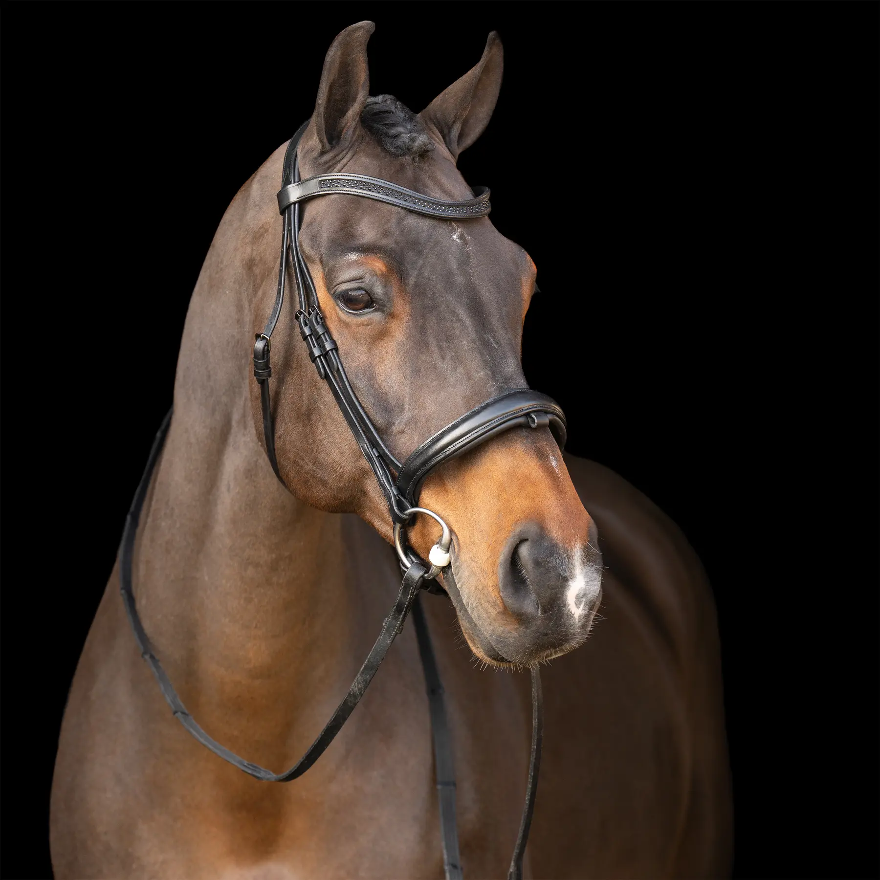 Imperial Riding Noir Equestrian Bridle With English Noseband
