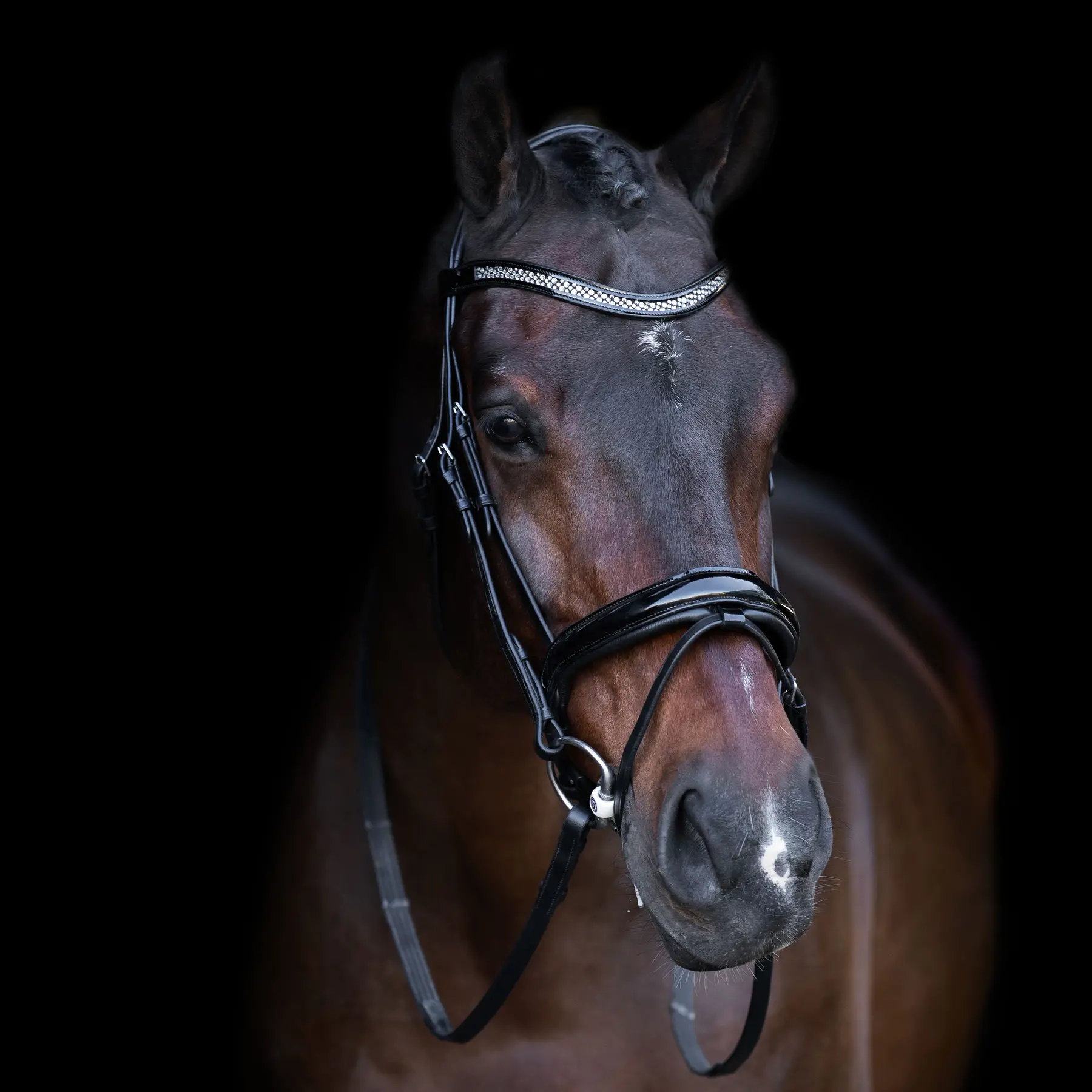Imperial Riding Noir Equestrian Bridle With English Noseband