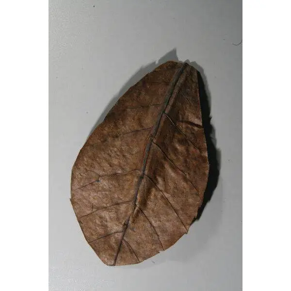 Meilleurs prix pour Nano catappa (feuilles de badamier)
