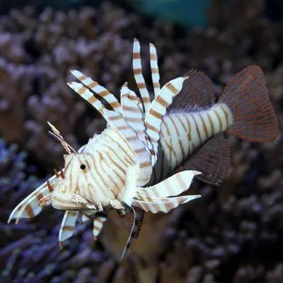 Meilleurs prix pour Décoration d'aquarium JBL Lionfish
