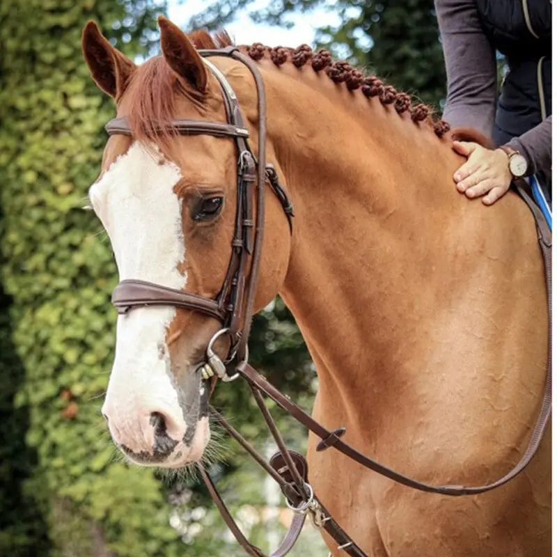 Enrênement élastique pour cheval Jump'In Patrick