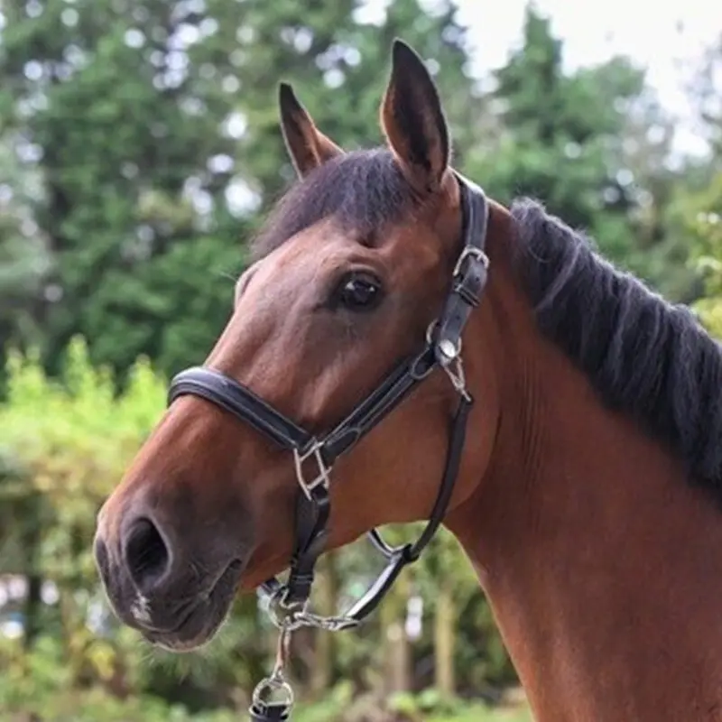 Licol pour cheval Jump'In Week