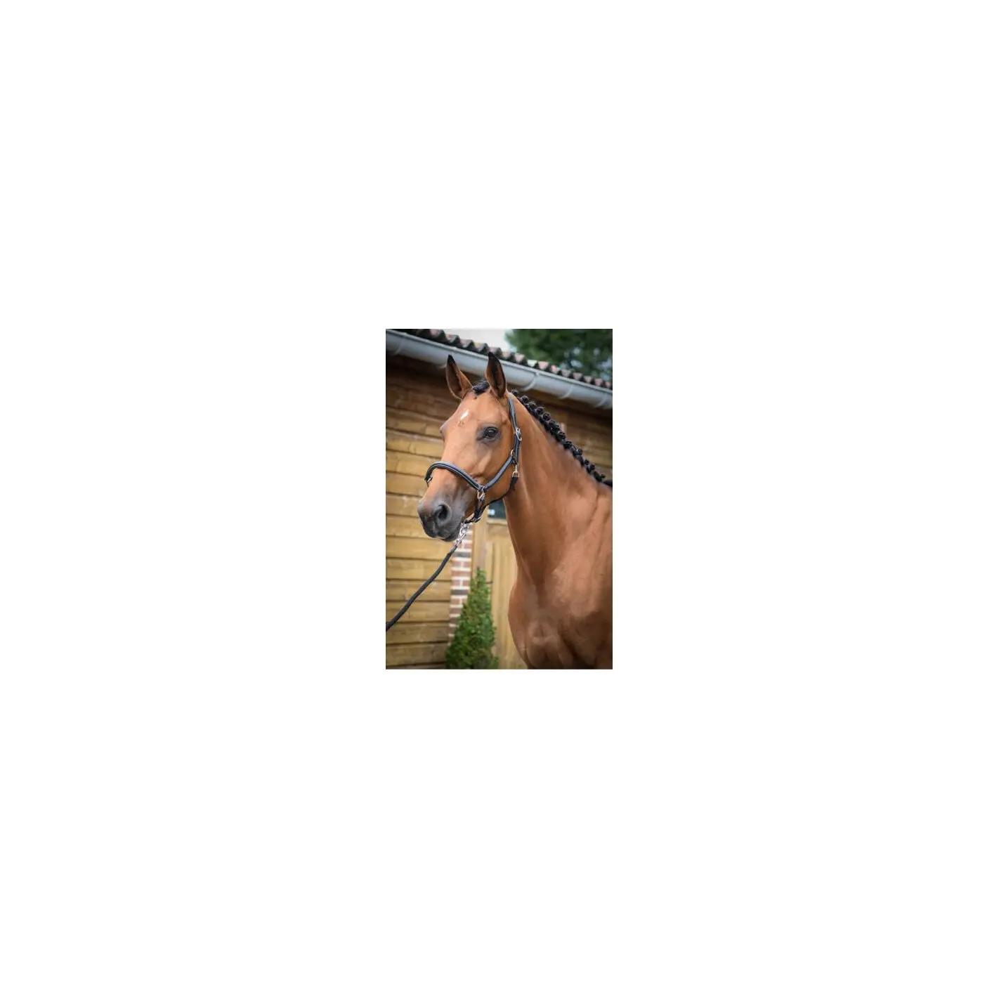 Licol de pansage pour cheval Jump'In Collection One