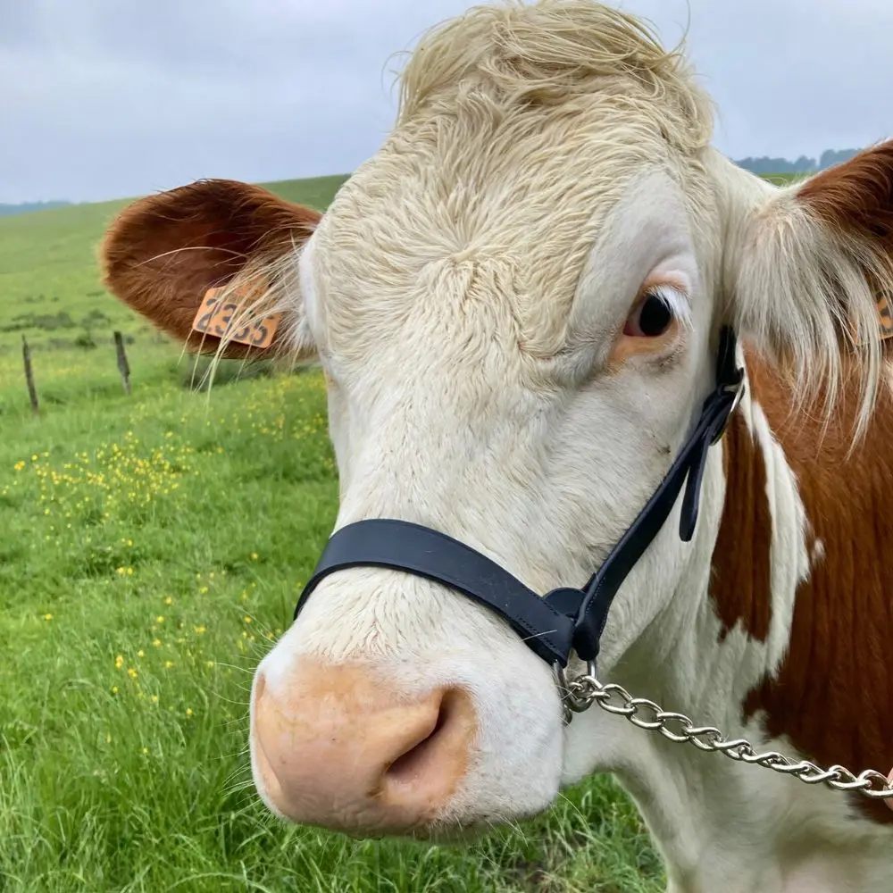 Comparer les prix de Licol américain Kamer