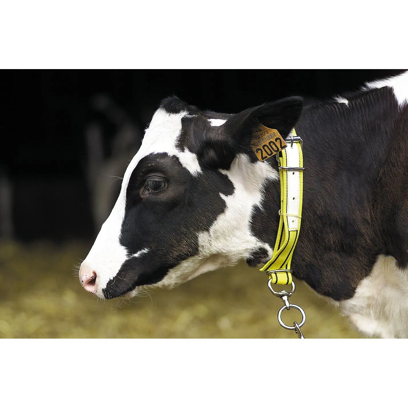 Kamer Jaune Nylon Cattle Collar
