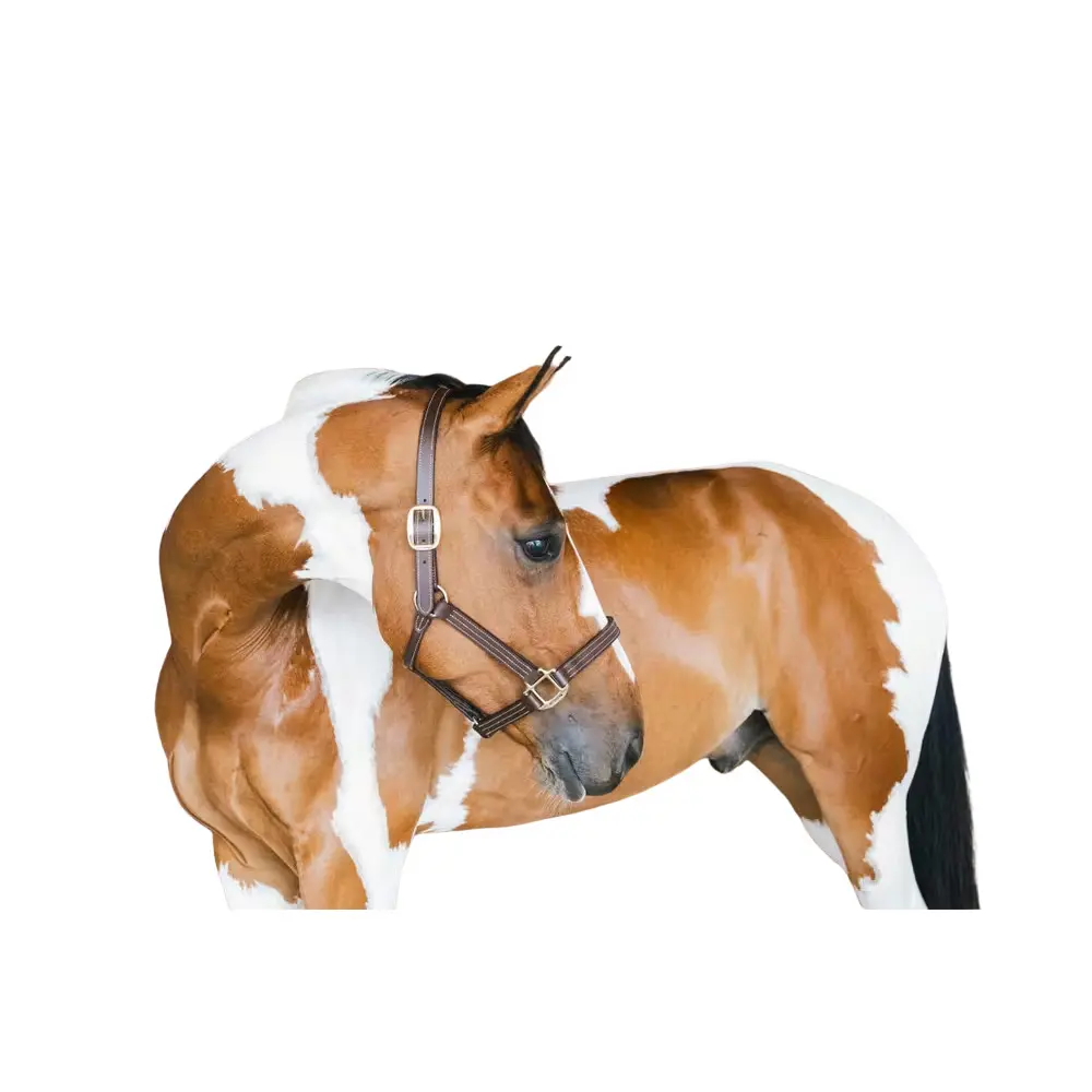 Kentucky Horsewear Marron Leather Halter For Horses Kentucky Wellington