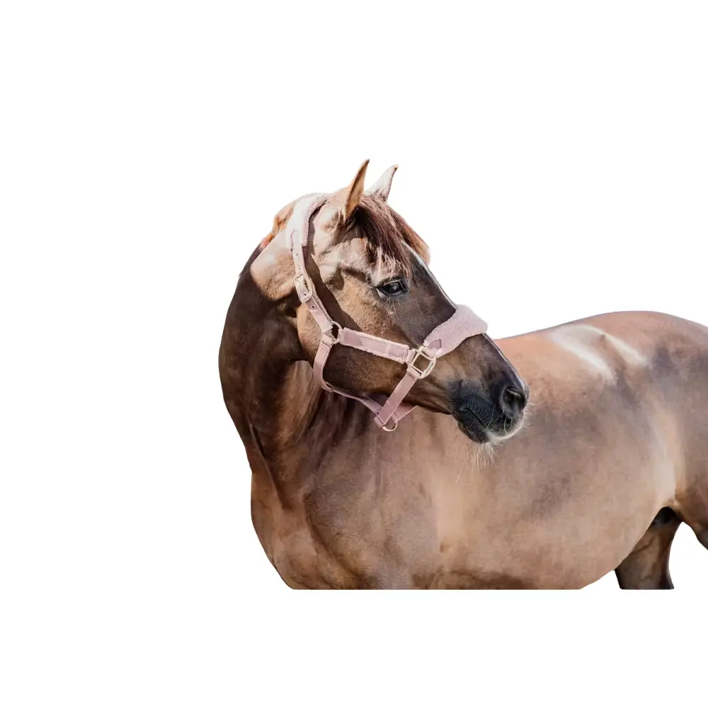 Kentucky Horsewear Rose Halter For Polar Horses Kentucky Teddy