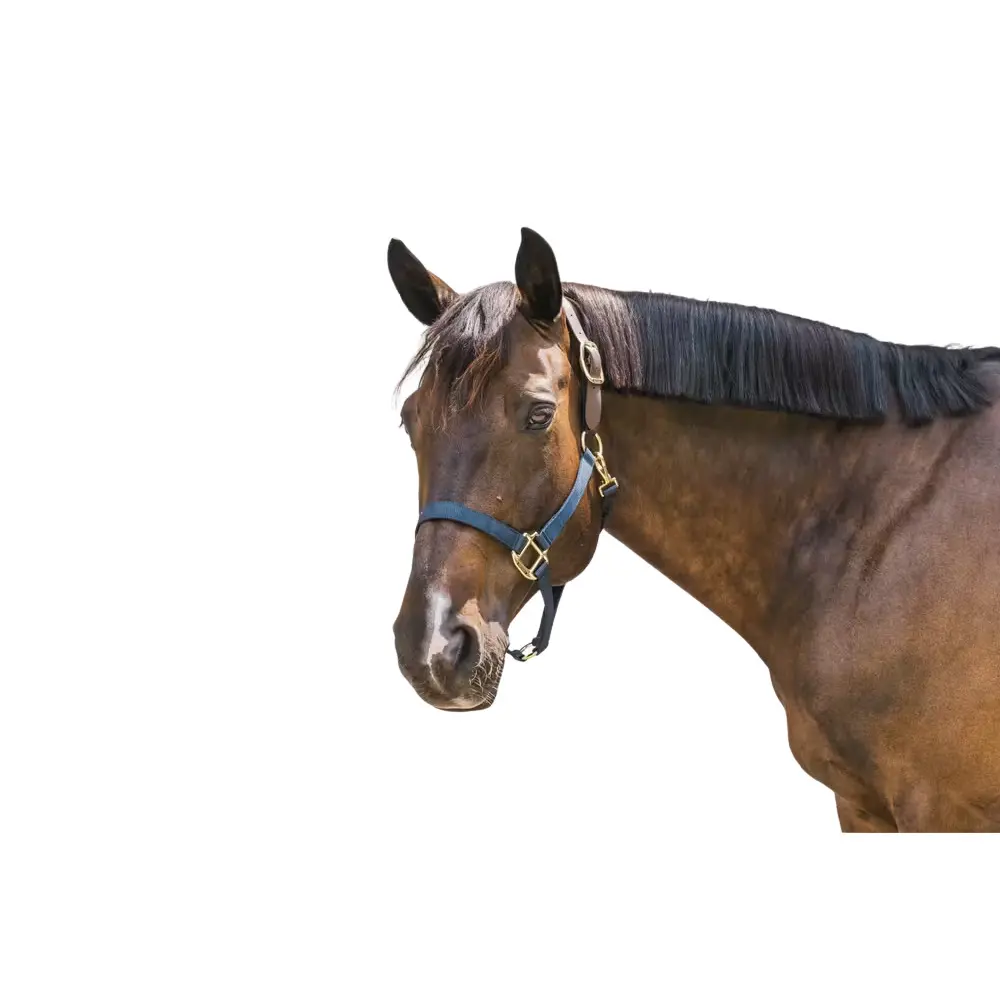 Kentucky Horsewear Bleu Halter For Pony Kentucky Breakaway