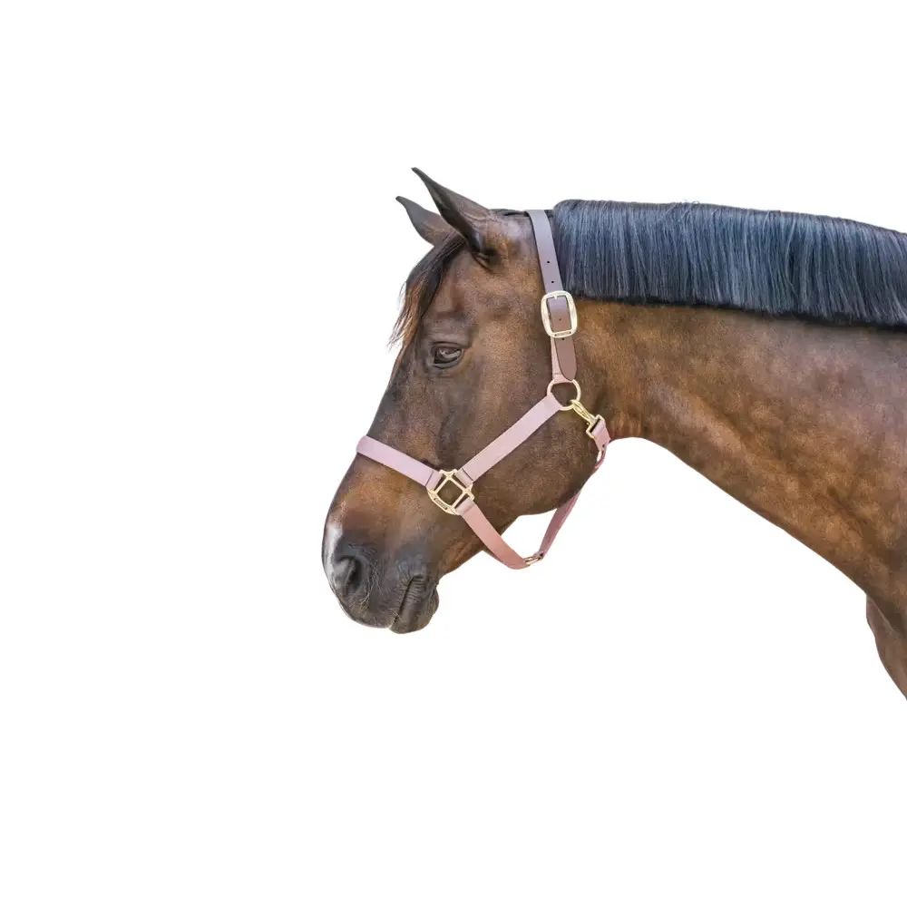 Kentucky Horsewear Rose Halter For Horse Kentucky Breakaway