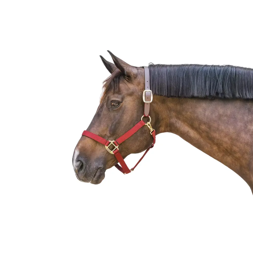 Kentucky Horsewear Rouge Halter For Horse Kentucky Breakaway