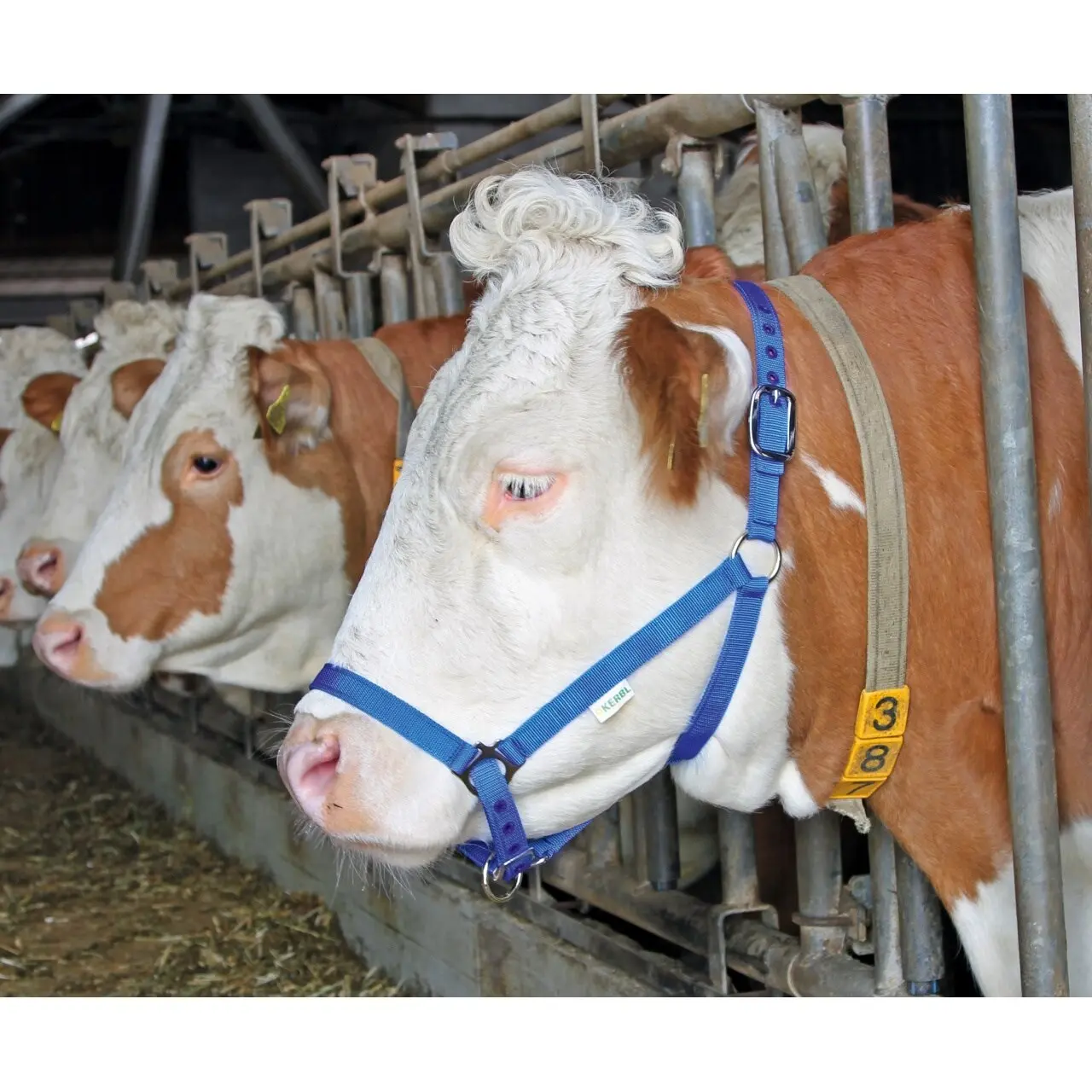 Kerbl Bleu Presentation Halter