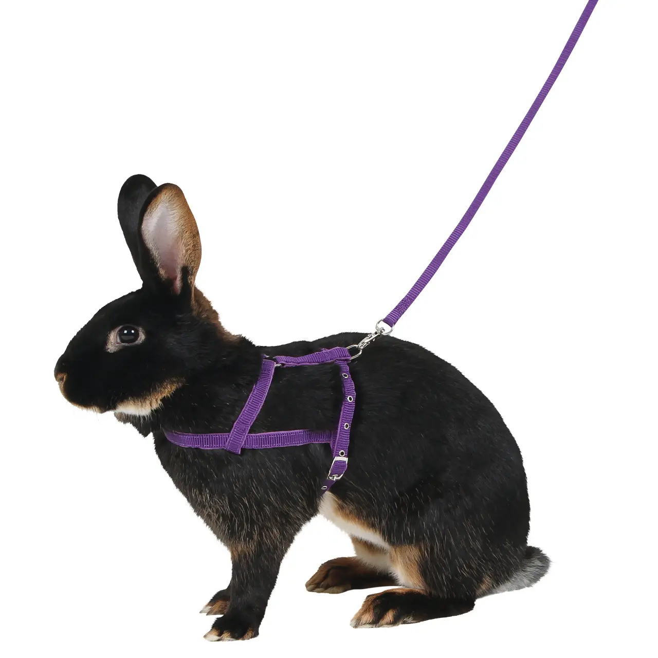 Kerbl Violet Harness For Rodents Agility