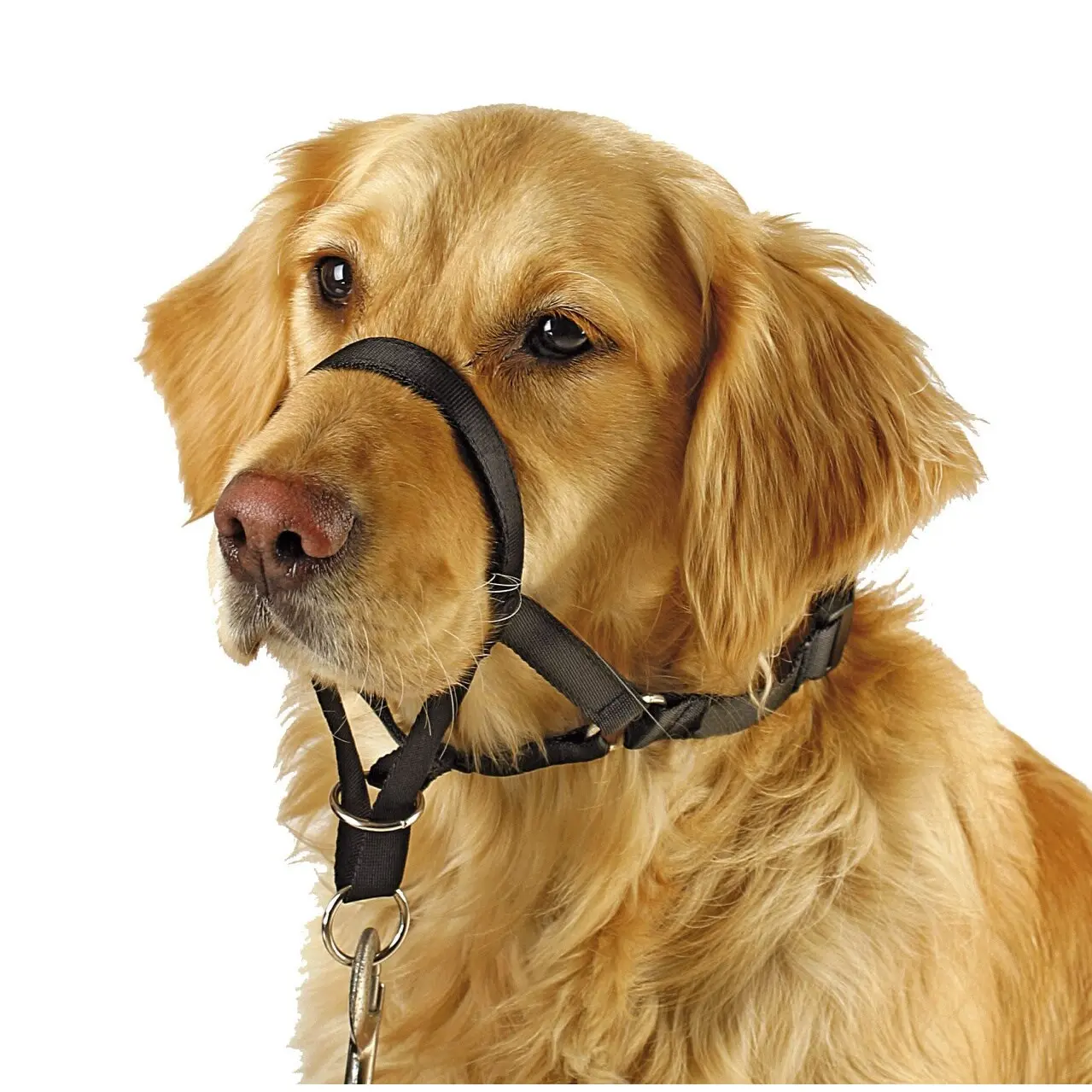 Kerbl Noir Training Collar For Dogs Maxi Coach