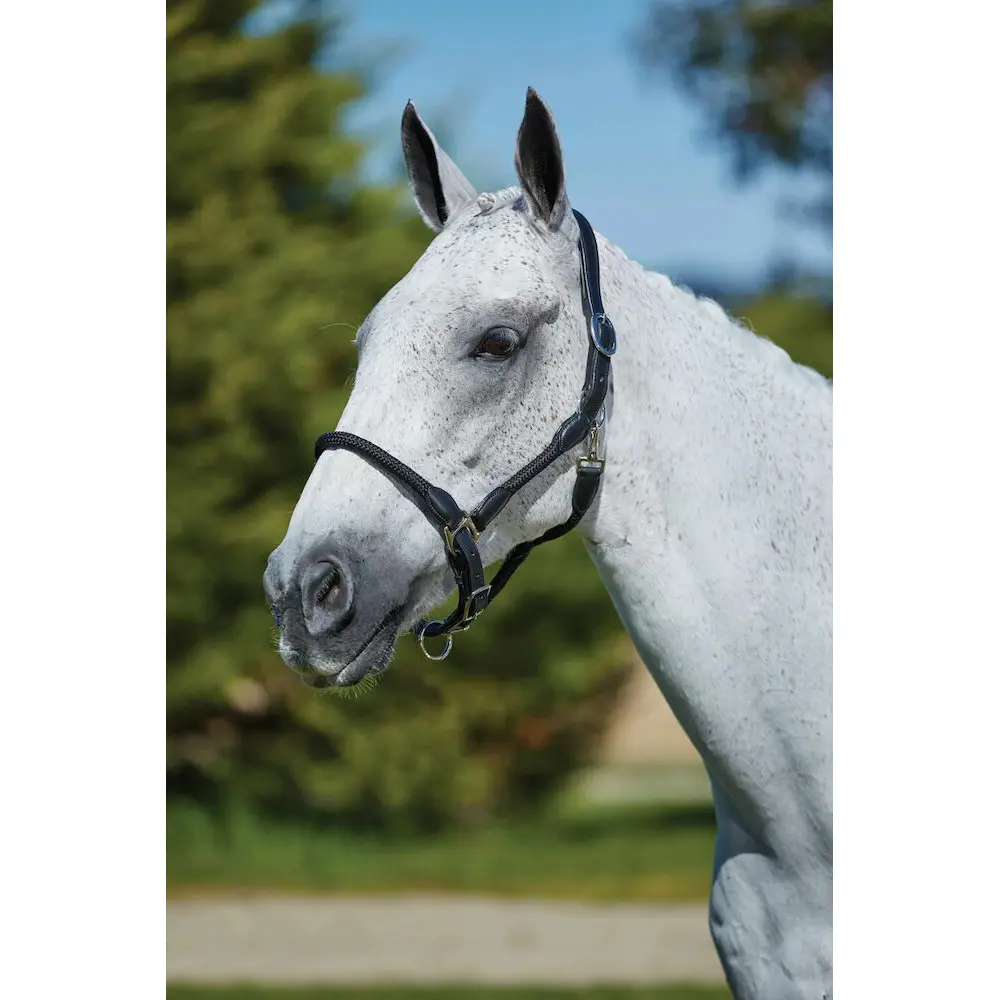 Kincade Noir Leather Halter For Horses