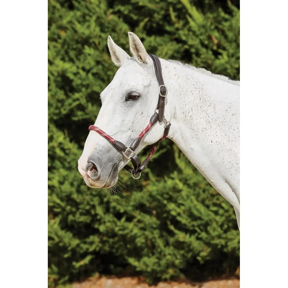 Kincade Rouge Leather Halter For Horses