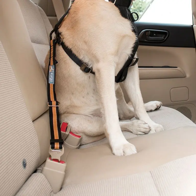 Kurgo Attache Ceinture Sécurité Chien – Sangle Ajustable Orange/Noir, Installation Ultra Rapide, Universelle