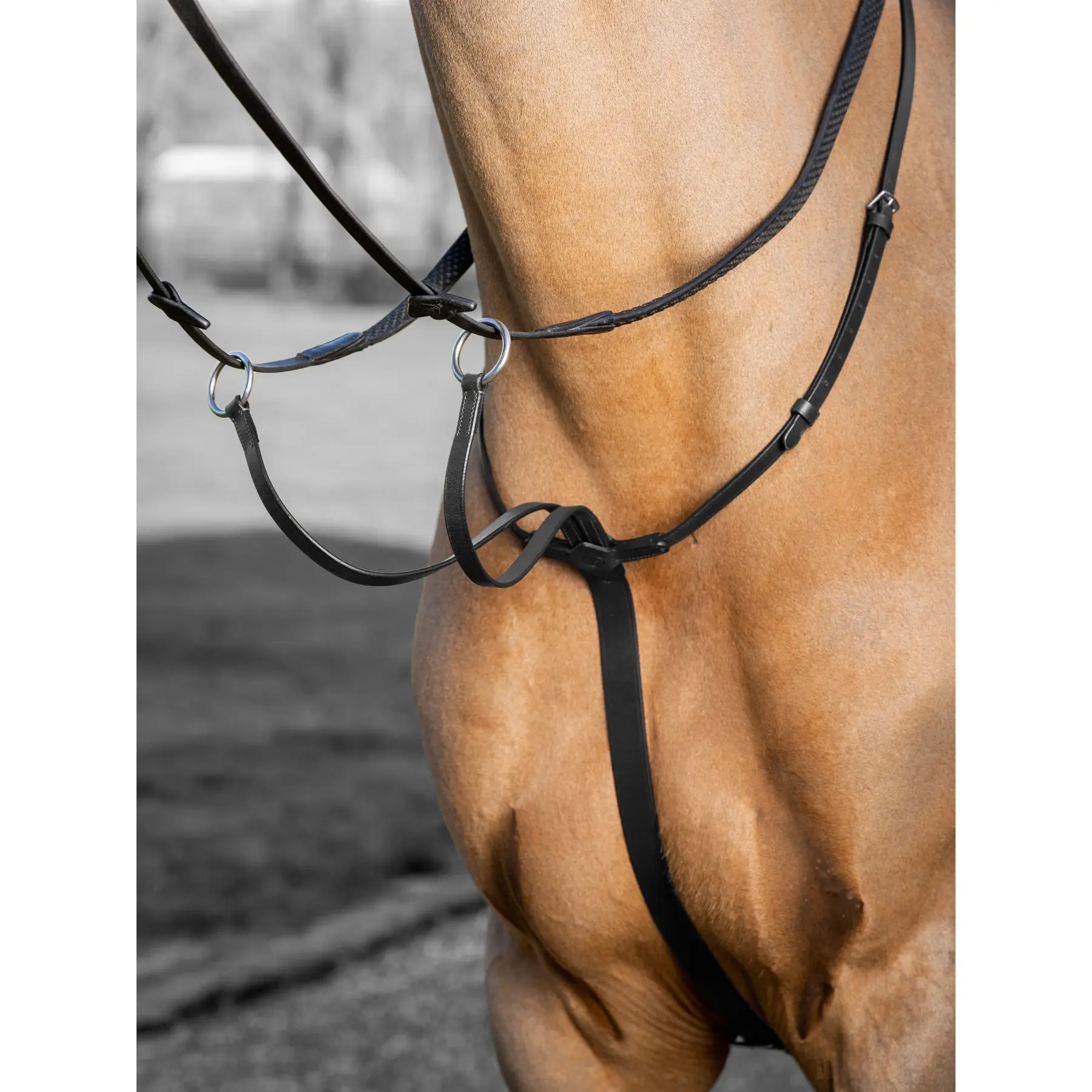 Lemieux Noir Horse Racing Martingale Arika