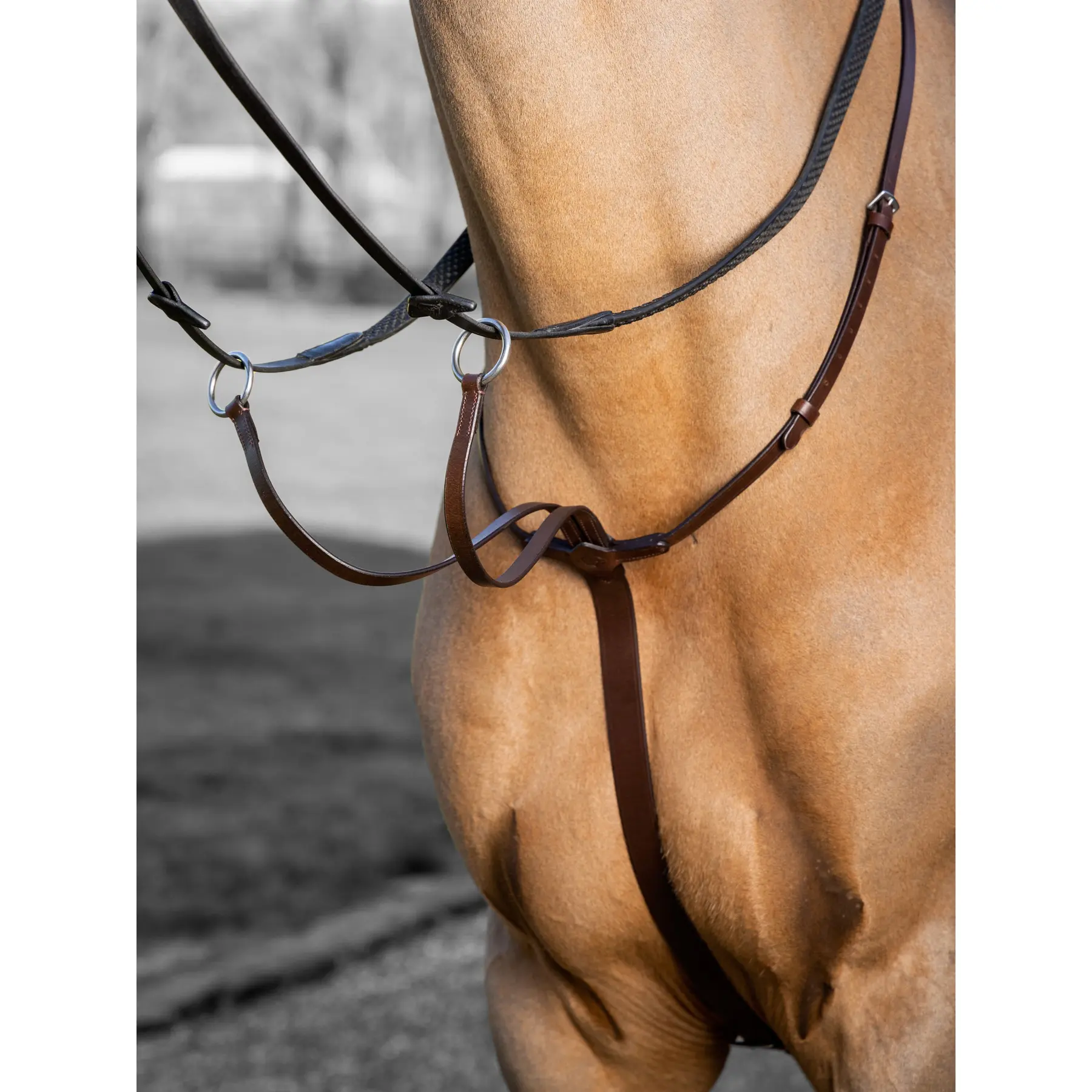 Lemieux Marron Horse Racing Martingale Arika