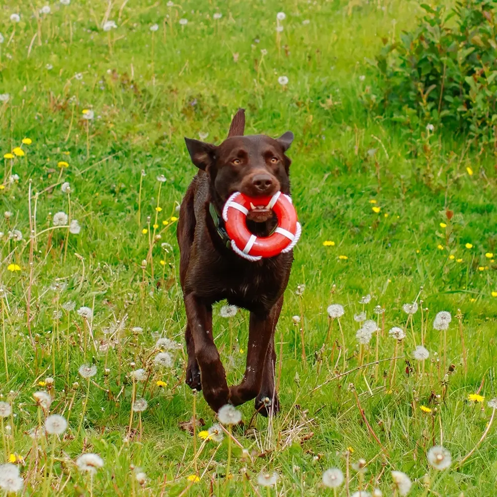 Meilleurs prix pour Jouet pour chien Nobby Pet Tpr Rettungsring Mit Seil