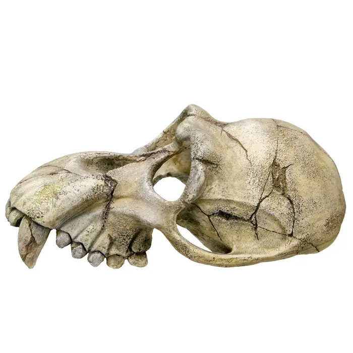 Meilleurs prix pour Décoration d'aquarium crâne de singe Nobby Pet