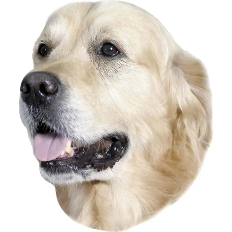 Autocollant Nobby Pet Doréen Retriever
