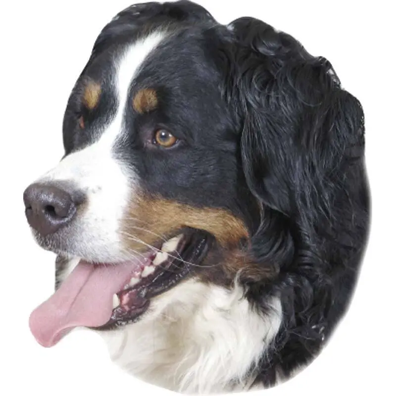 Meilleurs prix pour Autocollant Nobby Pet Bernese Mountain Dog