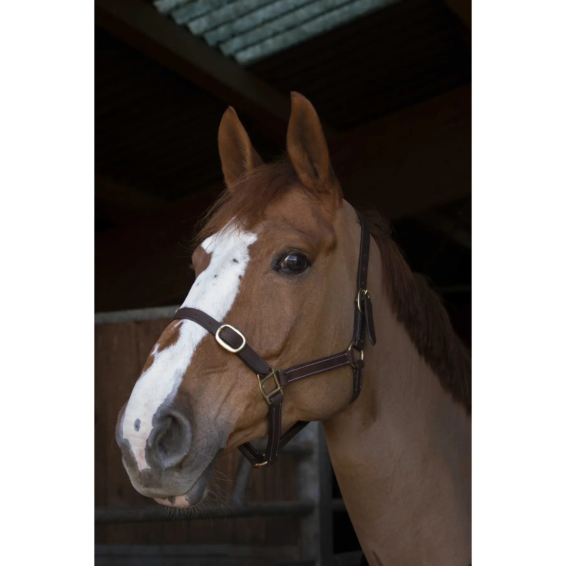 Norton Club Marron Halter For Horse Cuir