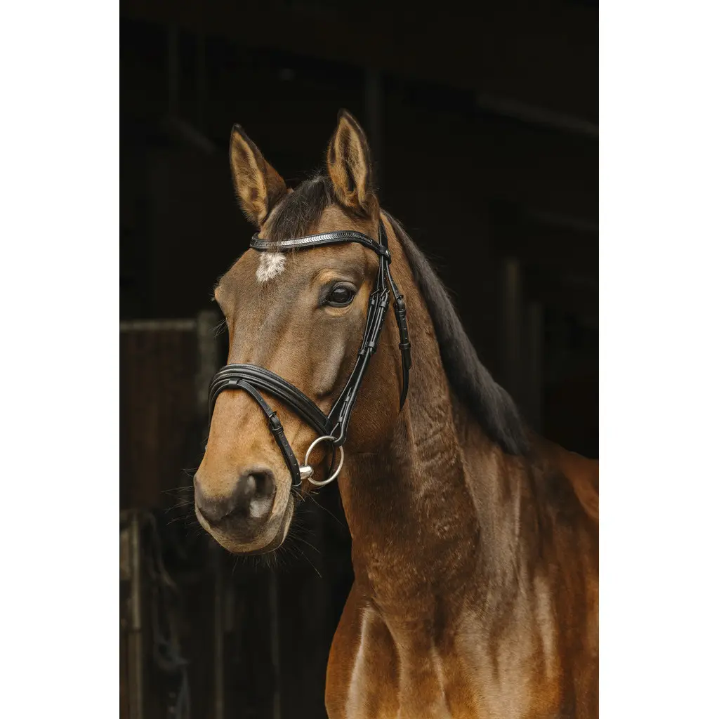 Meilleurs prix pour Bridons équitation Norton Pro Galon