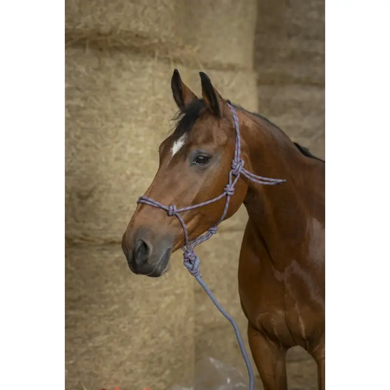 Meilleurs prix pour Licol pour cheval Norton Eco