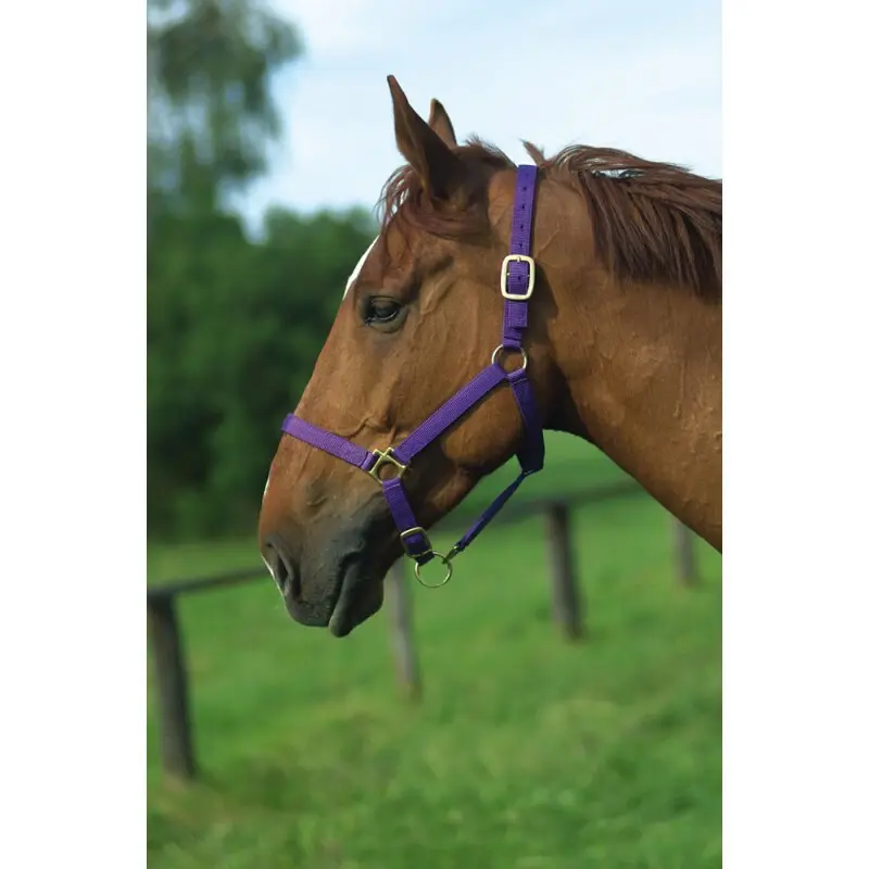 Norton Violet Halter For Horse Double Leather