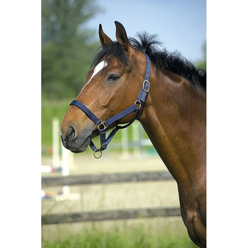Norton Bleu Halter For Horse Double Leather