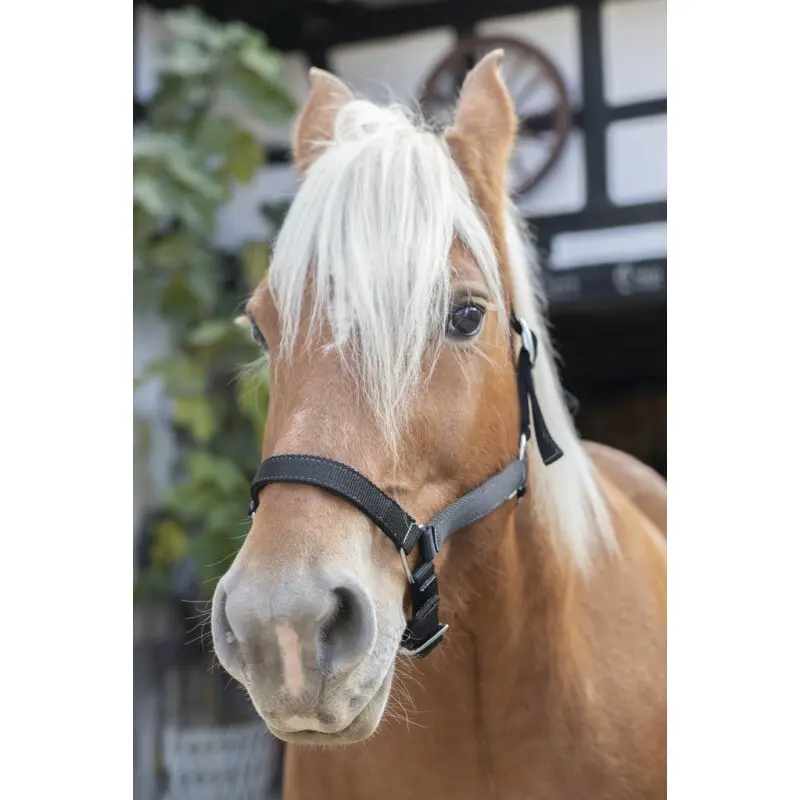 Norton Noir Halter For Draft Horse