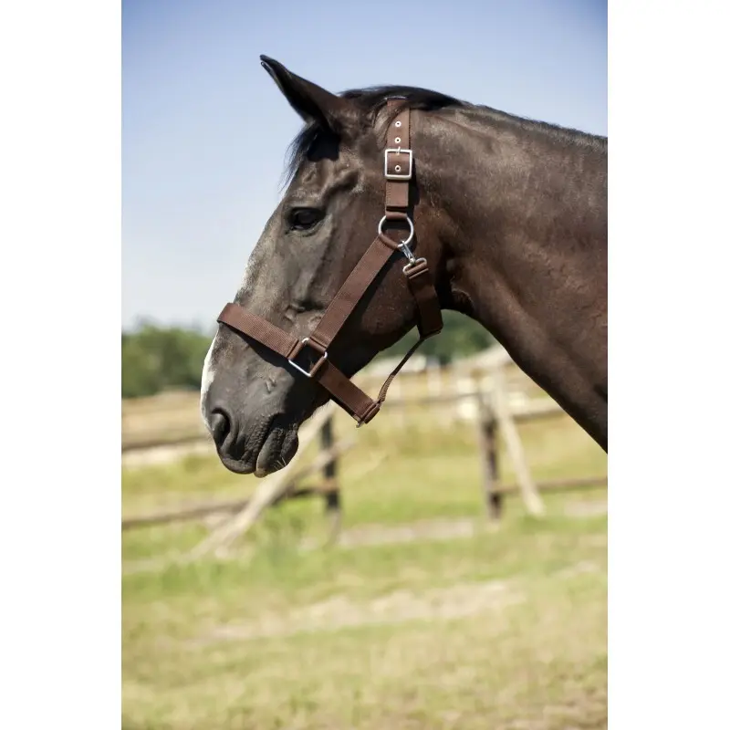 Norton Marron Halter For Draft Horse