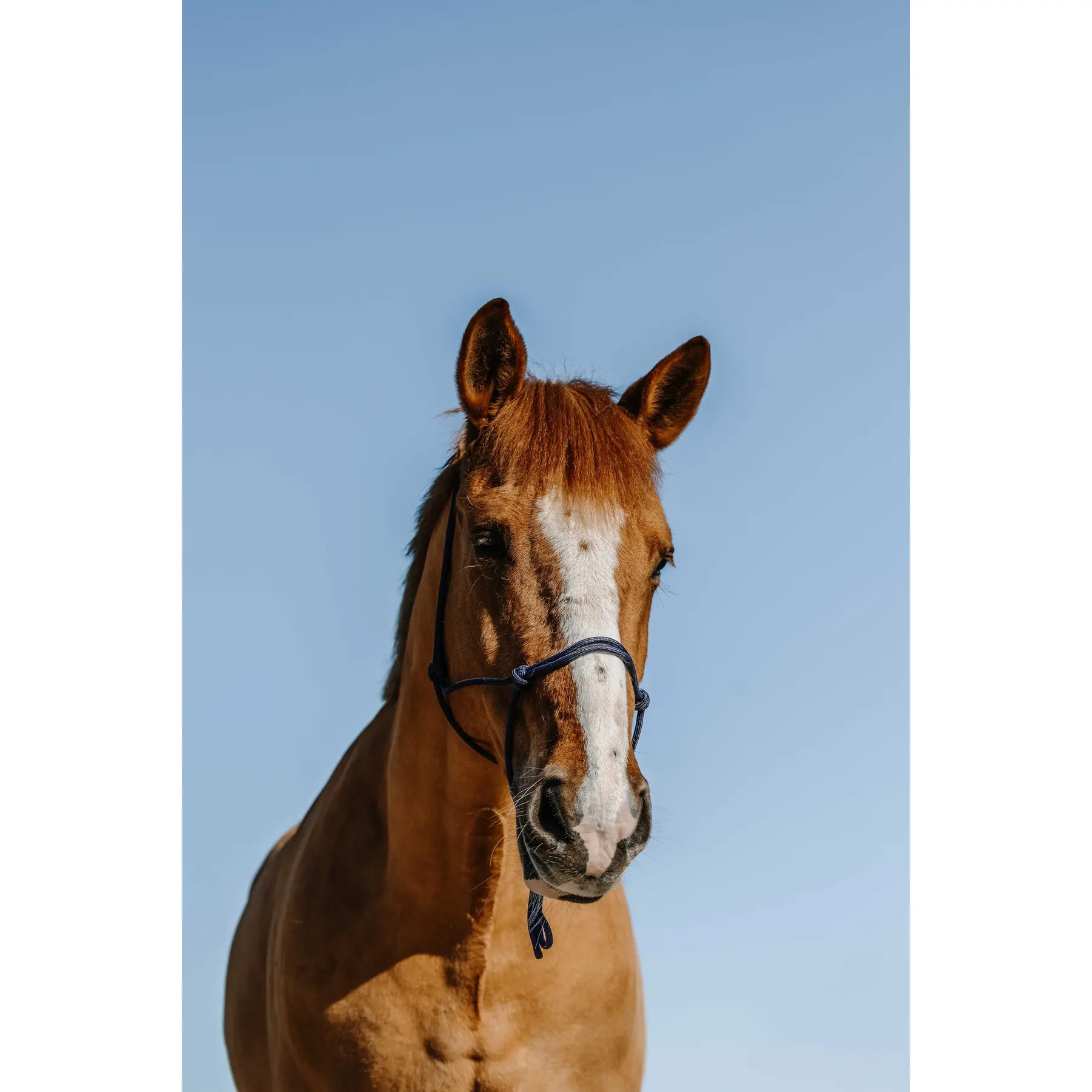 Norton Bleu Ethological Halter For Horse Nylon