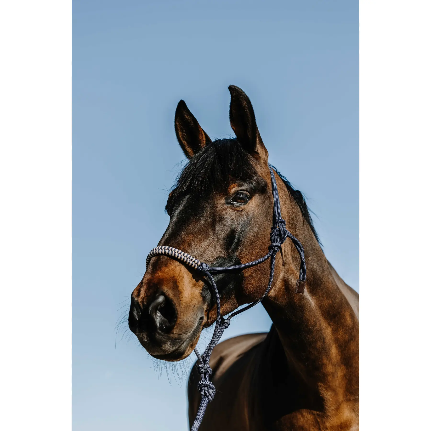 Norton Bleu Halter And Lead Rope Set For Horse Deco