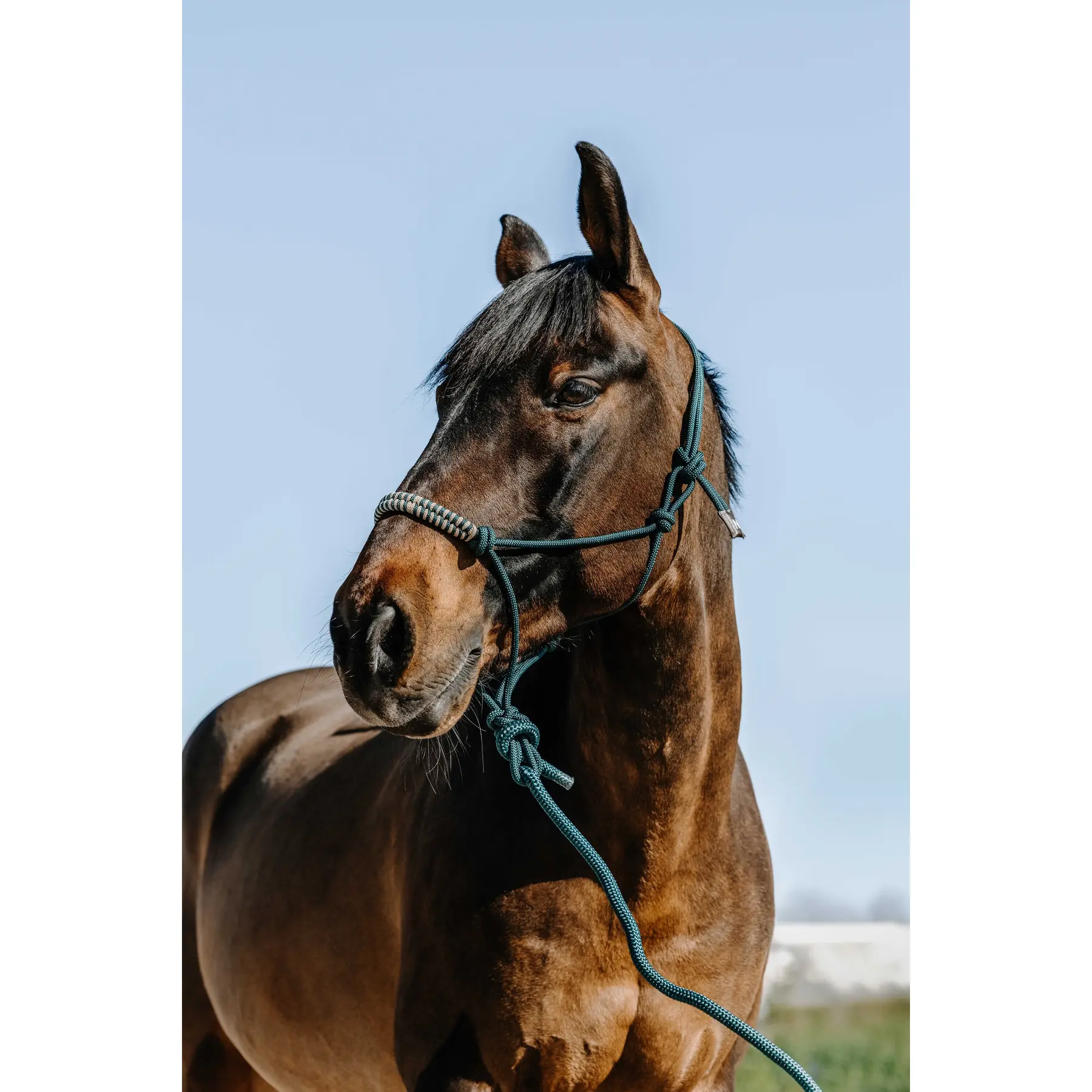 Norton Vert Halter And Lead Rope Set For Horse Deco