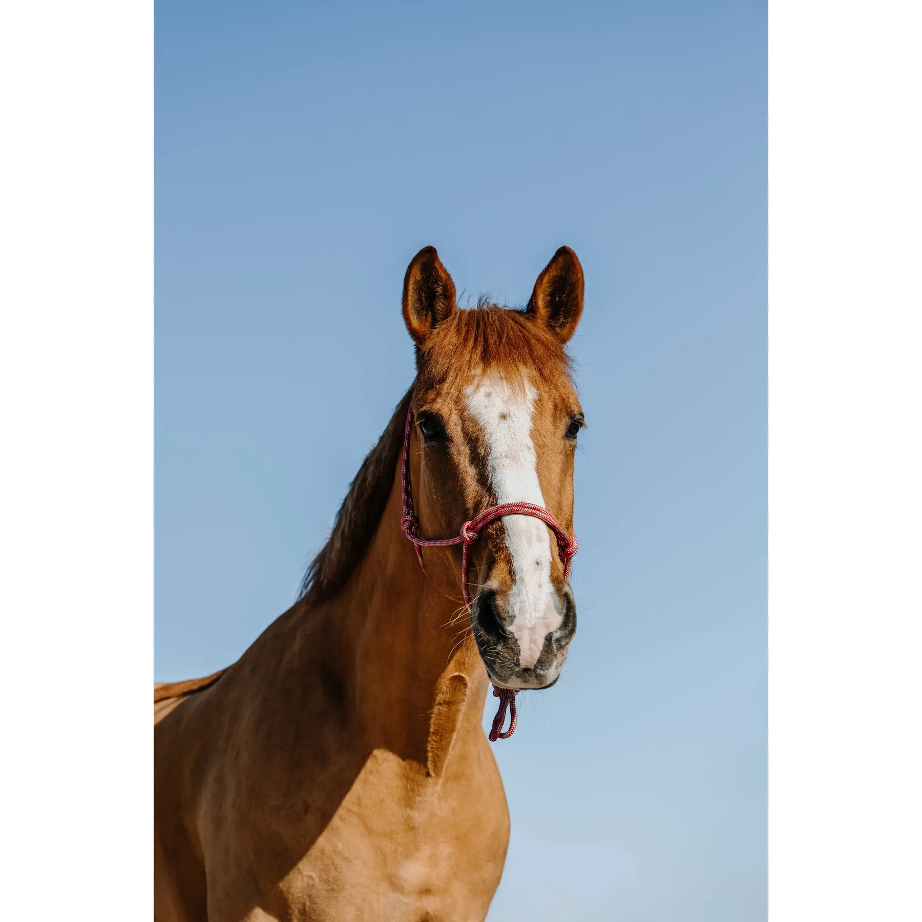 Norton Rose Ethological Halter For Horse Zary