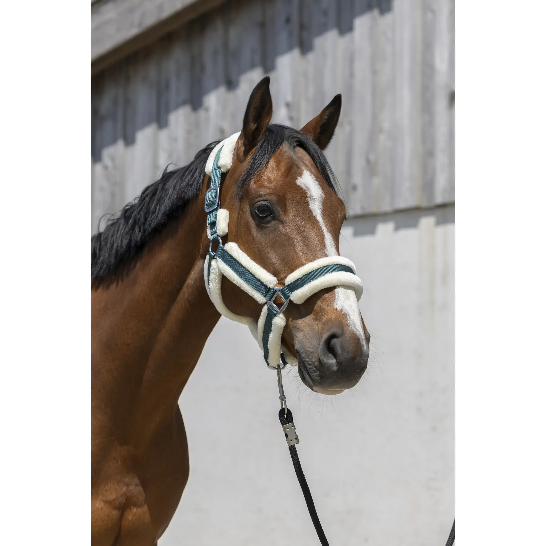 Meilleurs prix pour Licol pour cheval Norton Cosy