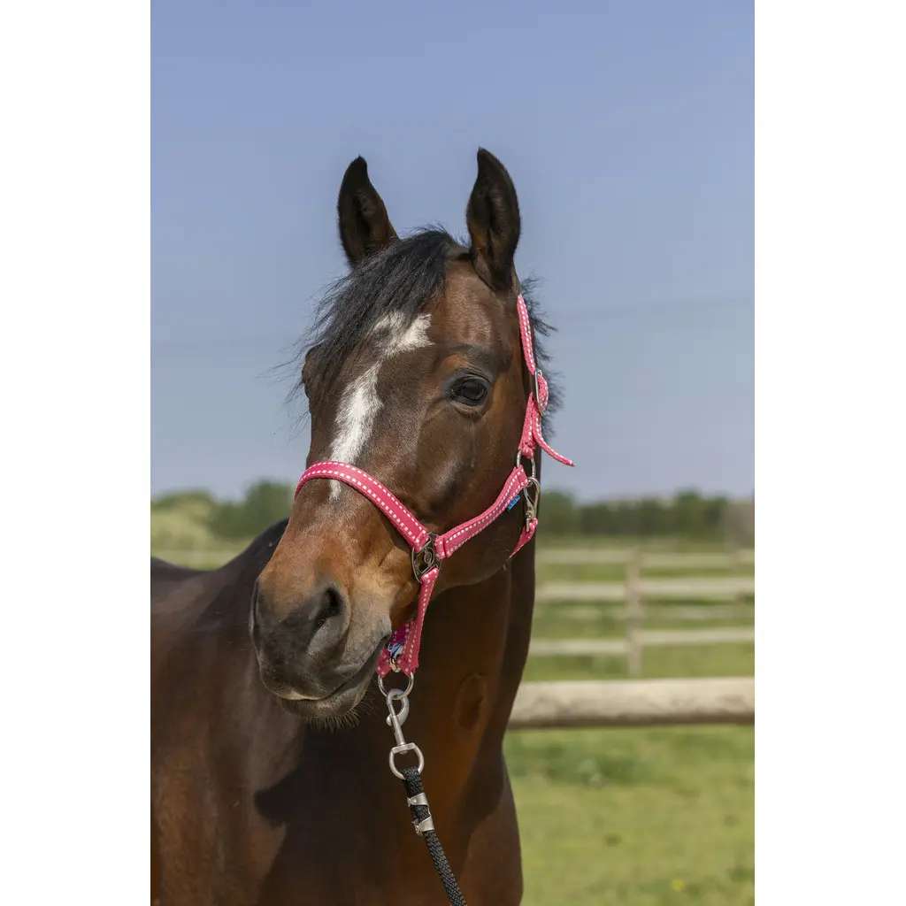 Licol pour cheval Norton Grooming