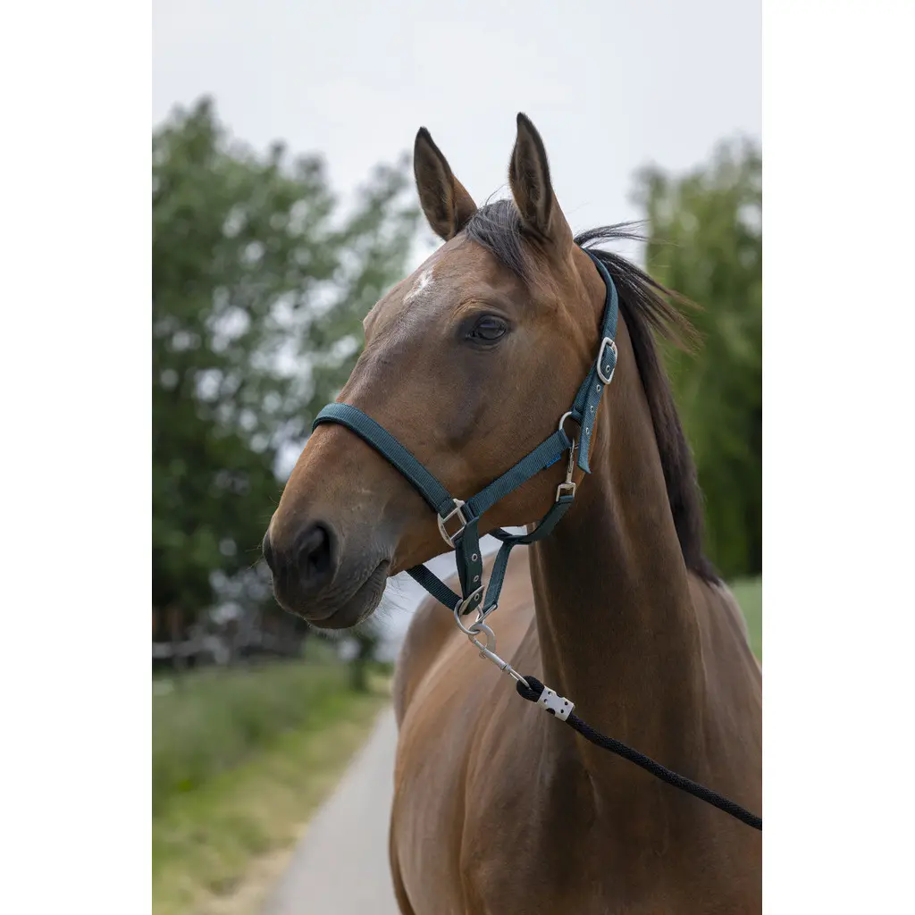 Norton Vert Satin Horse Halter