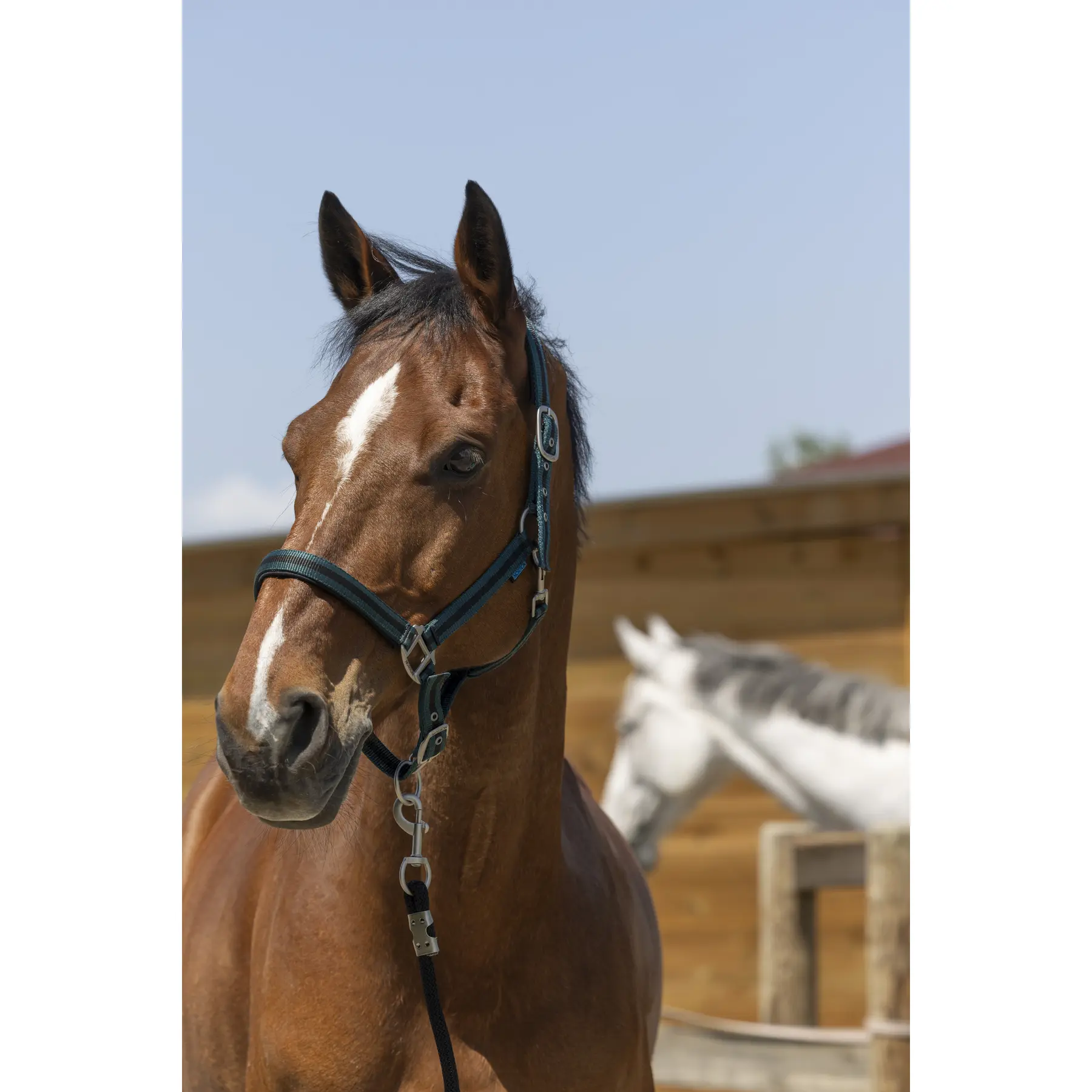Licol pour cheval satiné Norton